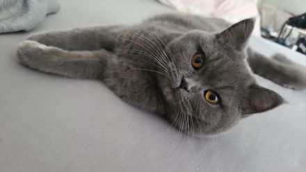 Süße BKH/BLH kitten suchen neues Zuhause