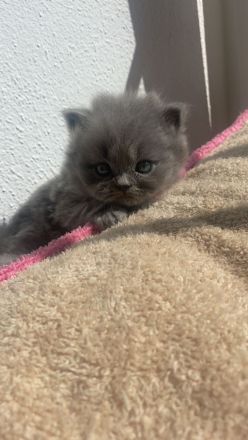 Süße BKH/BLH kitten suchen neues Zuhause