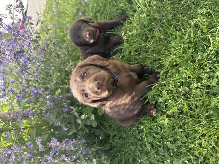 Labradoodle Welpen Schokobraun