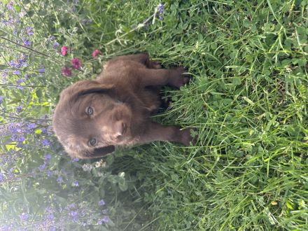 Labradoodle Welpen Schokobraun