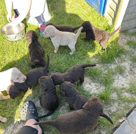 Labradoodle Welpen Schokobraun