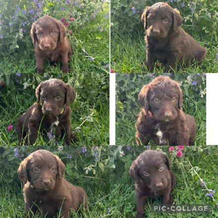 Labradoodle Welpen Schokobraun