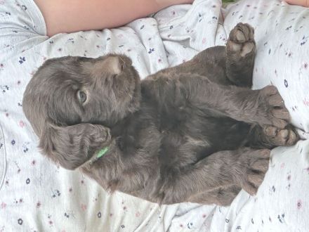 Labradoodle Welpen Schokobraun