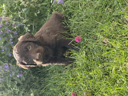 Labradoodle Welpen Schokobraun