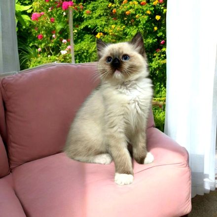 Ragdoll katze