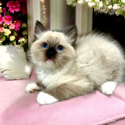 Ragdoll katze