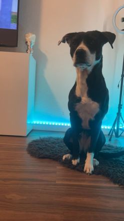 Labrador Mix Hündin