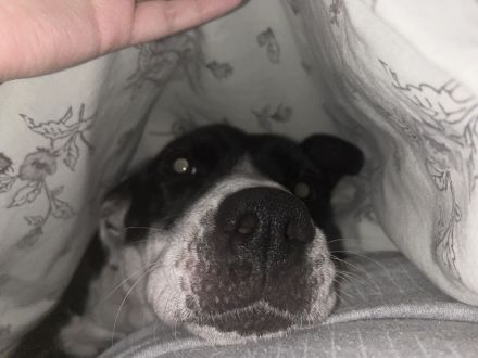 Labrador Mix Hündin