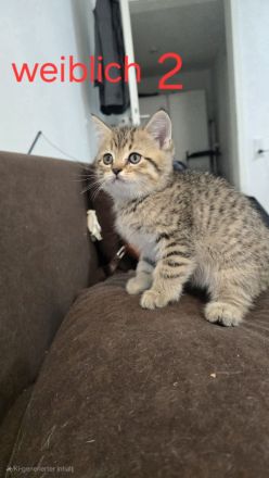 Zuckersüße BKH-Kitten abzugeben ? geboren am 01.04.2025