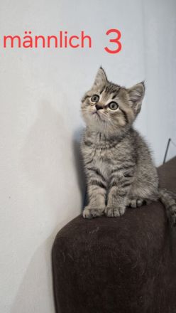 Zuckersüße BKH-Kitten abzugeben ? geboren am 01.04.2025