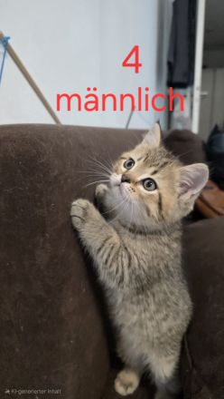 Zuckersüße BKH-Kitten abzugeben ? geboren am 01.04.2025