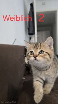 Zuckersüße BKH-Kitten abzugeben ? geboren am 01.04.2025