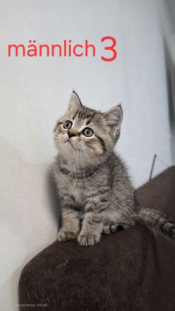 Zuckersüße BKH-Kitten abzugeben ? geboren am 01.04.2025