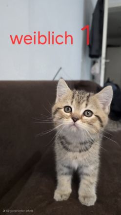 Zuckersüße BKH-Kitten abzugeben ? geboren am 01.04.2025