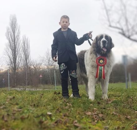 Deckenrüde des Mastin de los Pirineos