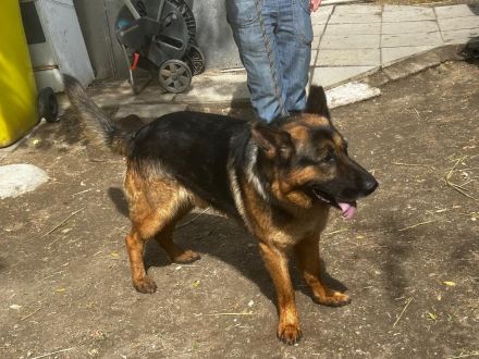 Tino - sucht Menschen die Schäferhund "können "