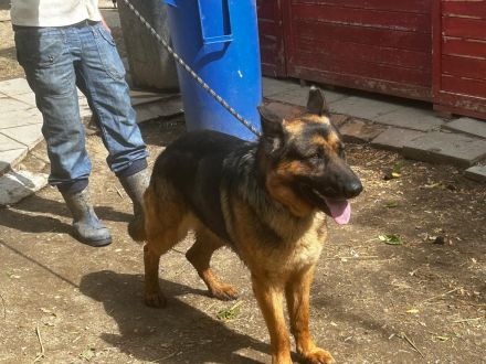 Tino - sucht Menschen die Schäferhund "können "