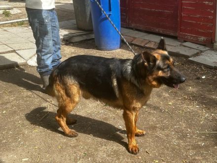 Tino - sucht Menschen die Schäferhund "können "