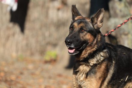 Tino - sucht  Menschen die Schäferhund "können "
