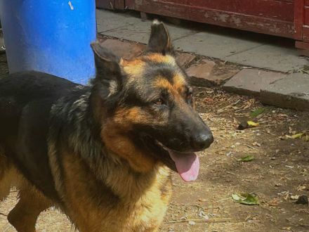 Tino - sucht Menschen die Schäferhund "können "