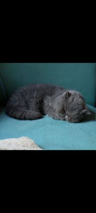 Exotic Shorthair Dame abzugeben