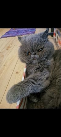 Exotic Shorthair Dame abzugeben