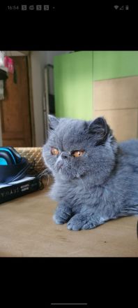 Exotic Shorthair Dame abzugeben