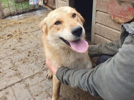 Naemi, lebensfreudige junge Hundedame mit großem Wunsch nach Zuneigung und Nähe, 2 Jahre, 53 cm