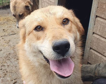 Naemi, lebensfreudige junge Hundedame mit großem Wunsch nach Zuneigung und Nähe, 2 Jahre, 53 cm