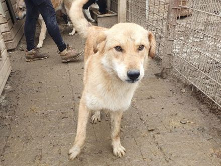 Naemi, lebensfreudige junge Hundedame mit großem Wunsch nach Zuneigung und Nähe, 2 Jahre, 53 cm