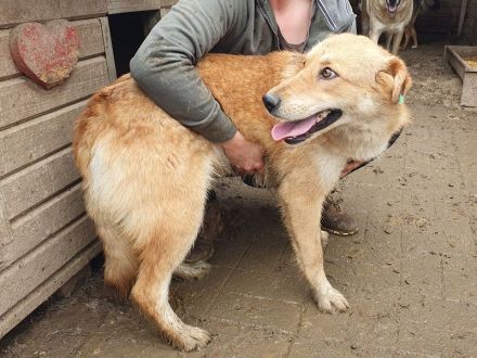 Naemi, lebensfreudige junge Hundedame mit großem Wunsch nach Zuneigung und Nähe, 2 Jahre, 53 cm