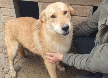 Naemi, lebensfreudige junge Hundedame mit großem Wunsch nach Zuneigung und Nähe, 2 Jahre, 53 cm