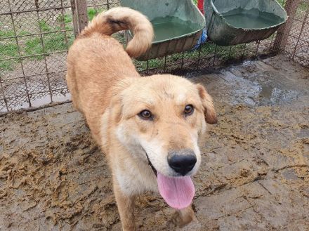 Naemi, lebensfreudige junge Hundedame mit großem Wunsch nach Zuneigung und Nähe, 2 Jahre, 53 cm