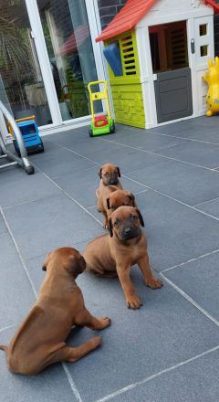 Rhodesian Ridgeback Welpen