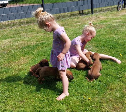 Rhodesian Ridgeback Welpen