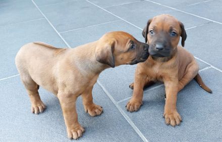 Rhodesian Ridgeback Welpen