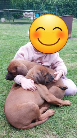 Rhodesian Ridgeback Welpen