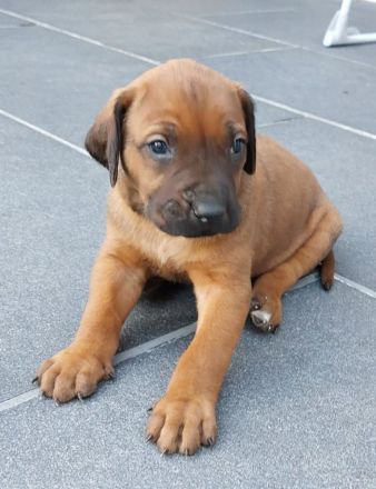 Rhodesian Ridgeback Welpen