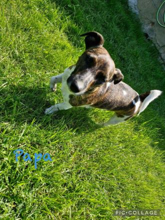 Jack Russell Welpe