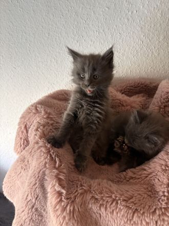 Maine coon kitten Abgabe bereit mit Gesundheitszeugnis