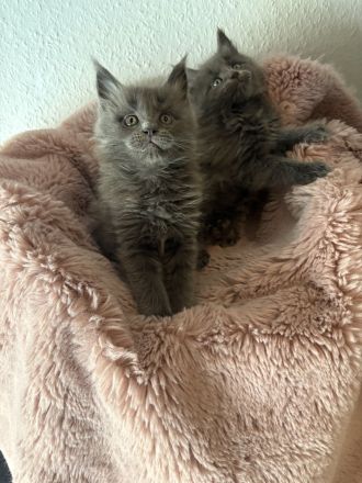 Maine coon kitten Abgabe bereit mit Gesundheitszeugnis