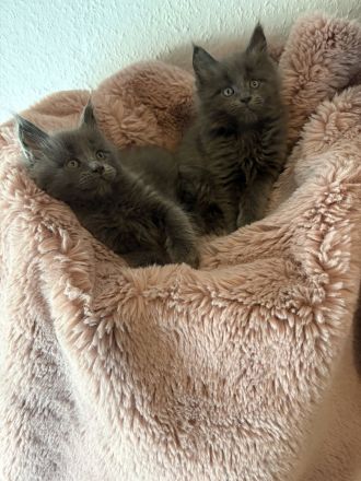 Maine coon kitten Abgabe bereit mit Gesundheitszeugnis