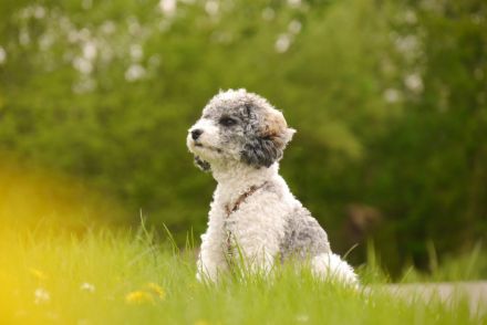 Deckrüde Zwergpudel mit Papieren