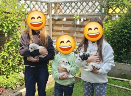 Deckrüde Zwergpudel mit Papieren