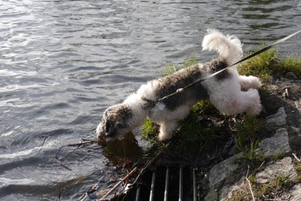 Deckrüde Zwergpudel mit Papieren