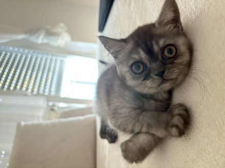 Bkh katze zu verkaufen