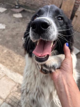 Ellis- Hündin mit Herz, Charme und viel Energie sucht ihr Happy End🥰🐶