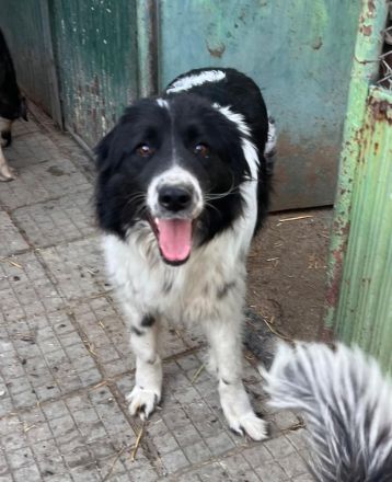 Ellis- Hündin mit Herz, Charme und viel Energie sucht ihr Happy End🥰🐶