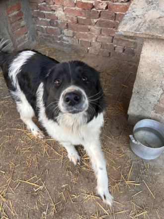 Ellis- Hündin mit Herz, Charme und viel Energie sucht ihr Happy End🥰🐶