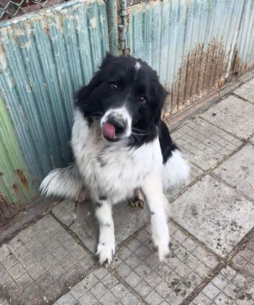 Ellis- Hündin mit Herz, Charme und viel Energie sucht ihr Happy End🥰🐶